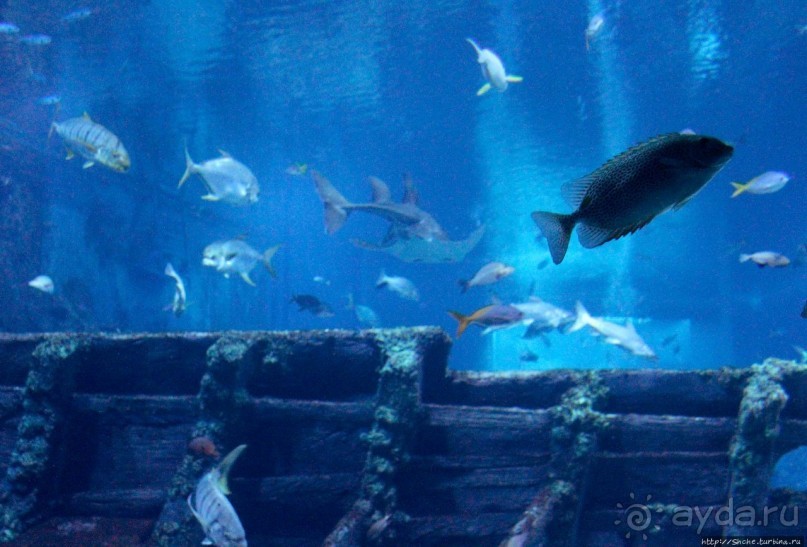 Сингапурский океанариум, крупнейший в мире