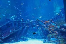 Сингапурский океанариум, крупнейший в мире