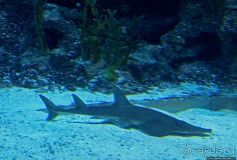 Сингапурский океанариум, крупнейший в мире