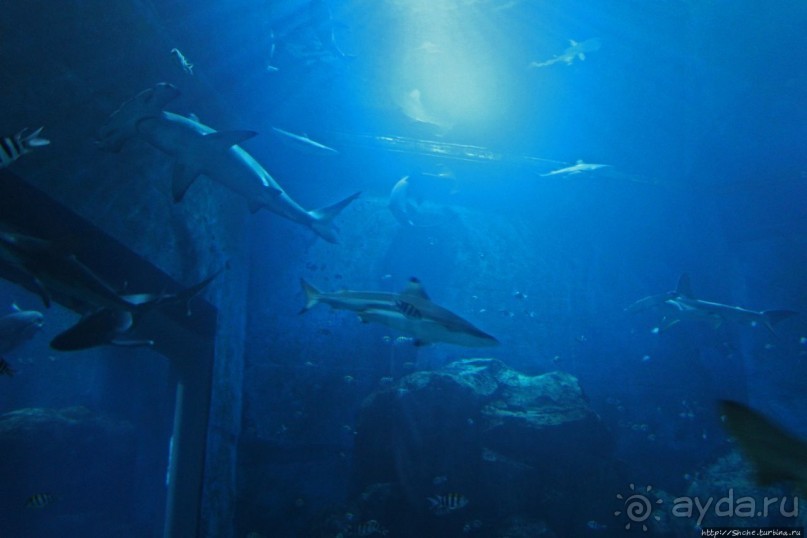 Сингапурский океанариум, крупнейший в мире