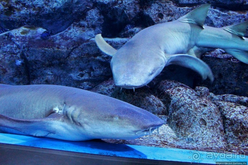 Сингапурский океанариум, крупнейший в мире