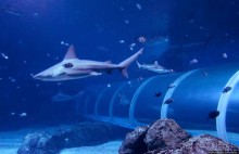 Сингапурский океанариум, крупнейший в мире