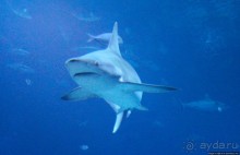 Сингапурский океанариум, крупнейший в мире