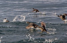 Мы на лодочке катались по Охриду-озеру