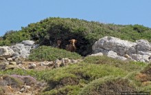 Восточное побережье Крита в картинках