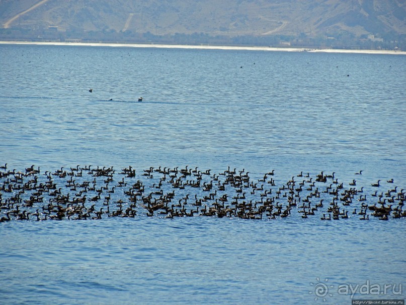 Оманские фьерды... Скалистое побережье Мусандама