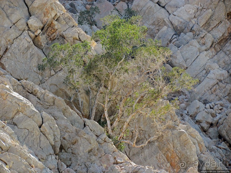 Оманские фьерды... Скалистое побережье Мусандама
