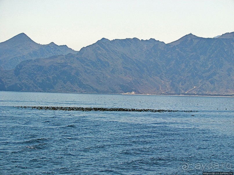 Оманские фьерды... Скалистое побережье Мусандама