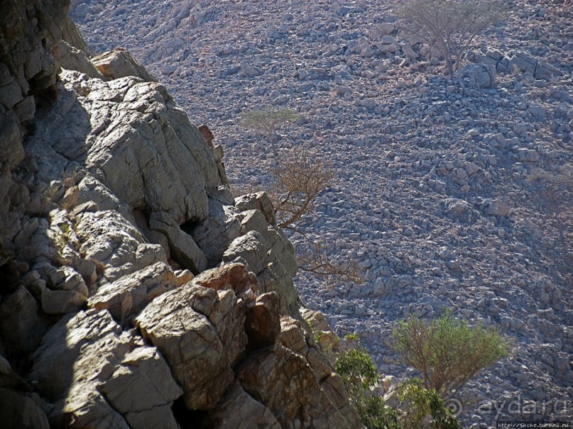 Оманские фьерды... Скалистое побережье Мусандама