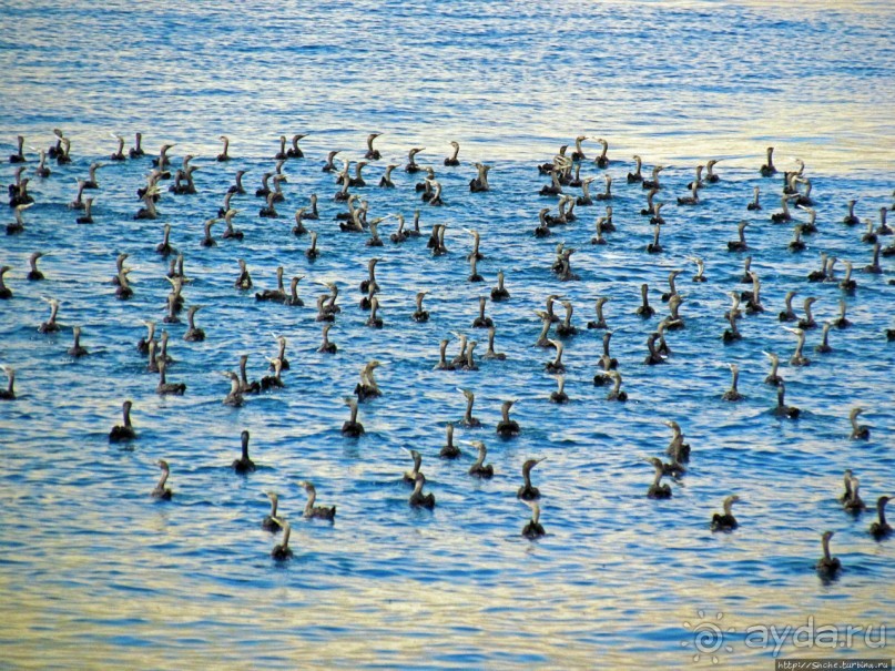 Оманские фьерды... Скалистое побережье Мусандама