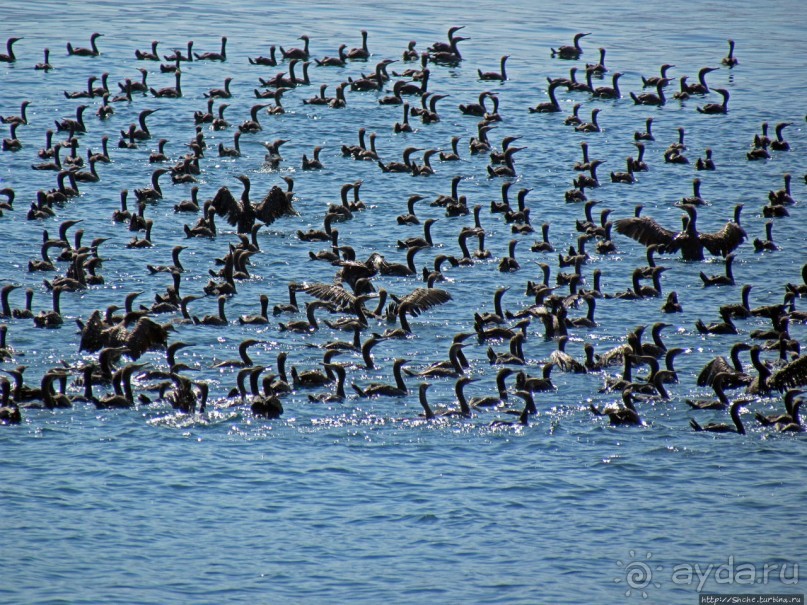 Оманские фьерды... Скалистое побережье Мусандама