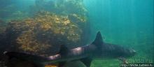 Дайвинг с акулами для "чайников" на Коибе (видеоприложение)
