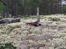Саммаллахденмяки — "мохнатый" объект ЮНЕСКО в финском лесу