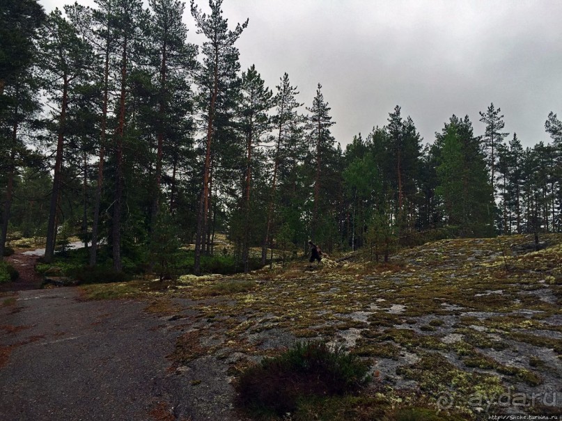 Саммаллахденмяки — "мохнатый" объект ЮНЕСКО в финском лесу
