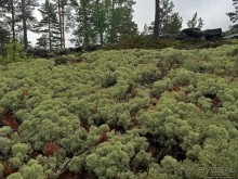 Саммаллахденмяки — "мохнатый" объект ЮНЕСКО в финском лесу