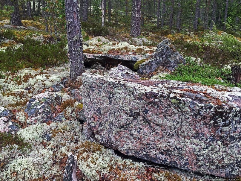 Саммаллахденмяки — "мохнатый" объект ЮНЕСКО в финском лесу