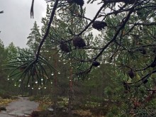 Саммаллахденмяки — "мохнатый" объект ЮНЕСКО в финском лесу