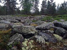 Саммаллахденмяки — "мохнатый" объект ЮНЕСКО в финском лесу