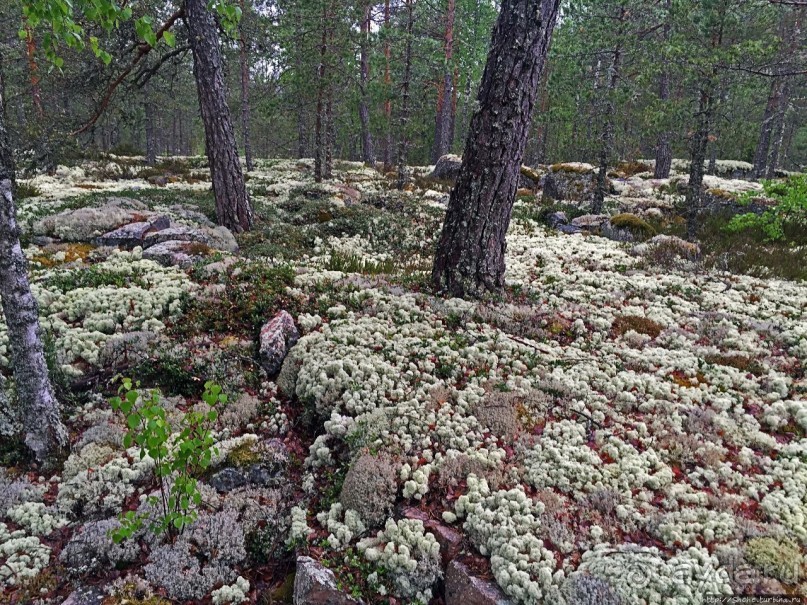 Саммаллахденмяки — "мохнатый" объект ЮНЕСКО в финском лесу