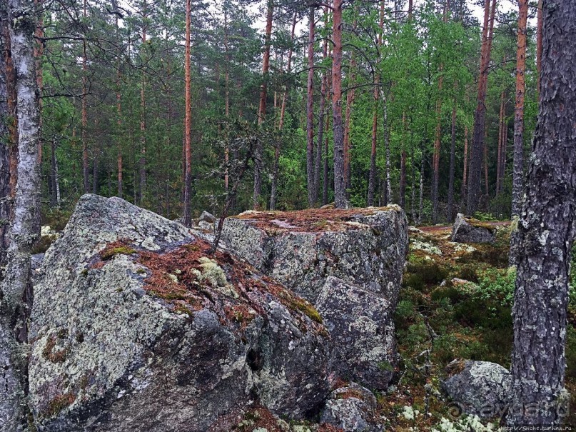 Саммаллахденмяки — "мохнатый" объект ЮНЕСКО в финском лесу