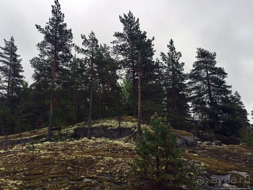 Саммаллахденмяки — "мохнатый" объект ЮНЕСКО в финском лесу