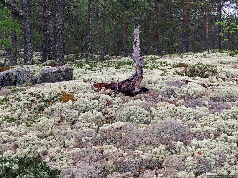 Саммаллахденмяки — "мохнатый" объект ЮНЕСКО в финском лесу