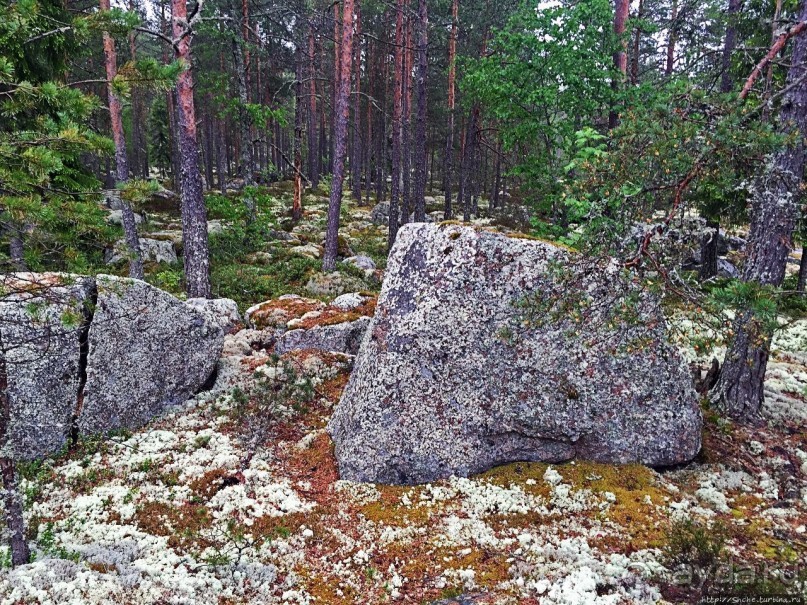 Саммаллахденмяки — "мохнатый" объект ЮНЕСКО в финском лесу
