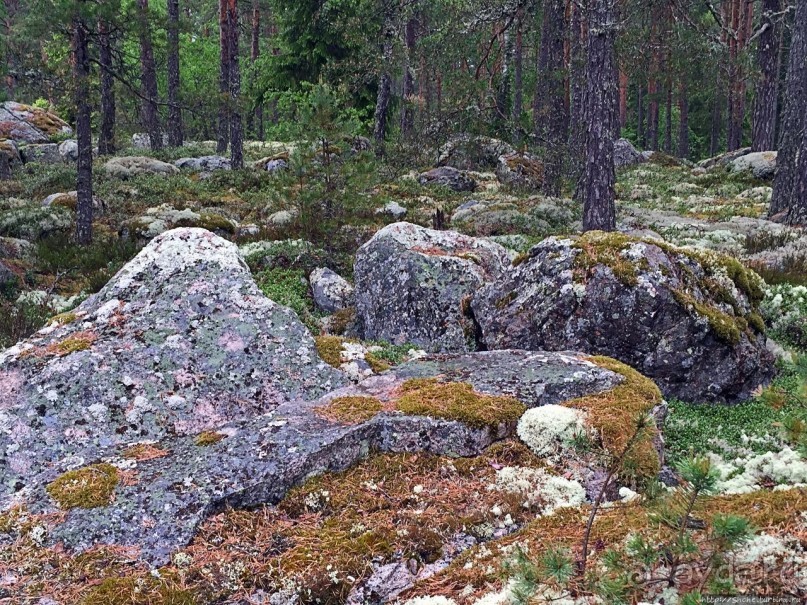 Саммаллахденмяки — "мохнатый" объект ЮНЕСКО в финском лесу