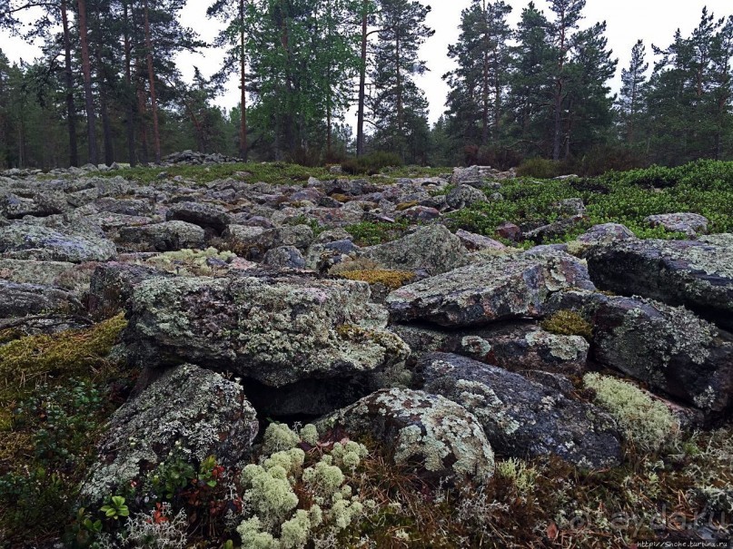Саммаллахденмяки — "мохнатый" объект ЮНЕСКО в финском лесу