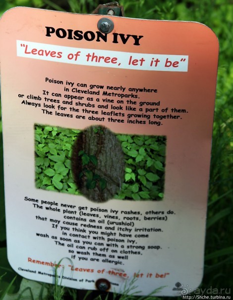 Осторожно — ядовитый плющ