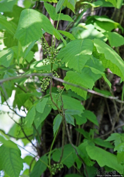 Осторожно — ядовитый плющ