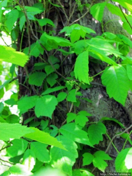 Осторожно — ядовитый плющ