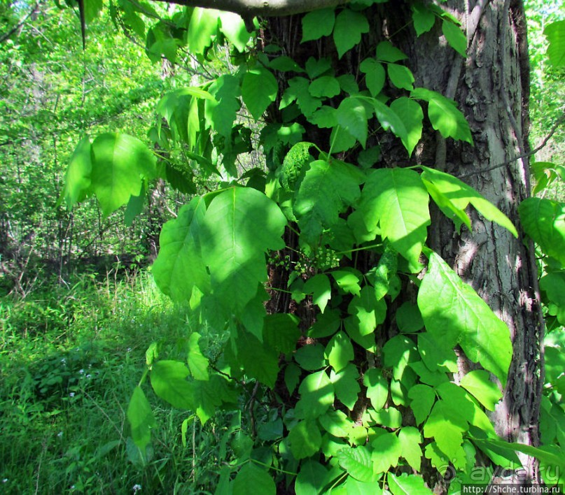 Осторожно — ядовитый плющ