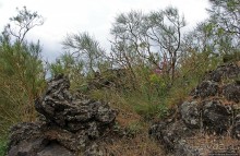 Альбом отзыва "Эт-а Эт-на"