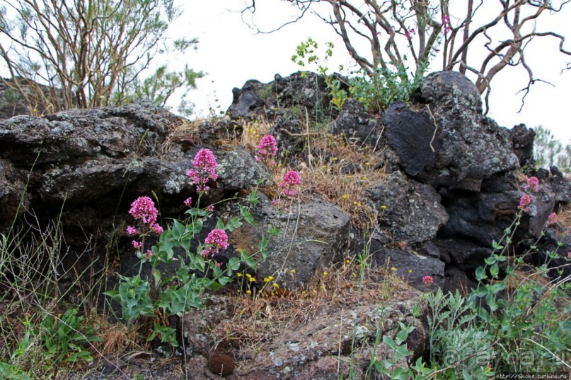 Альбом отзыва "Эт-а Эт-на"