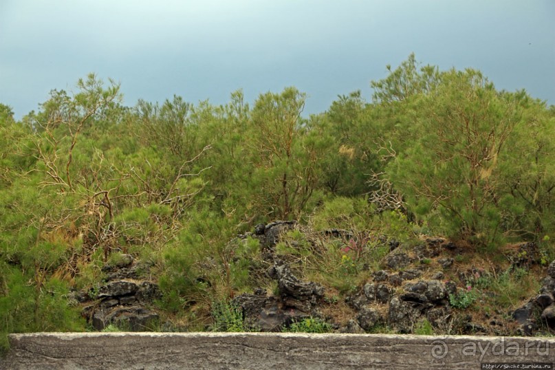 Альбом отзыва "Эт-а Эт-на"