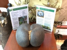 Конгени(т)ально! Кокосы резервата Vallee de Mai (ЮНЕСКО 261)