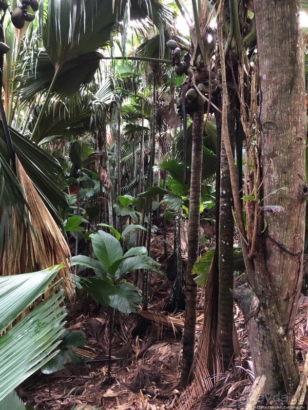 Конгени(т)ально! Кокосы резервата Vallee de Mai (ЮНЕСКО 261)