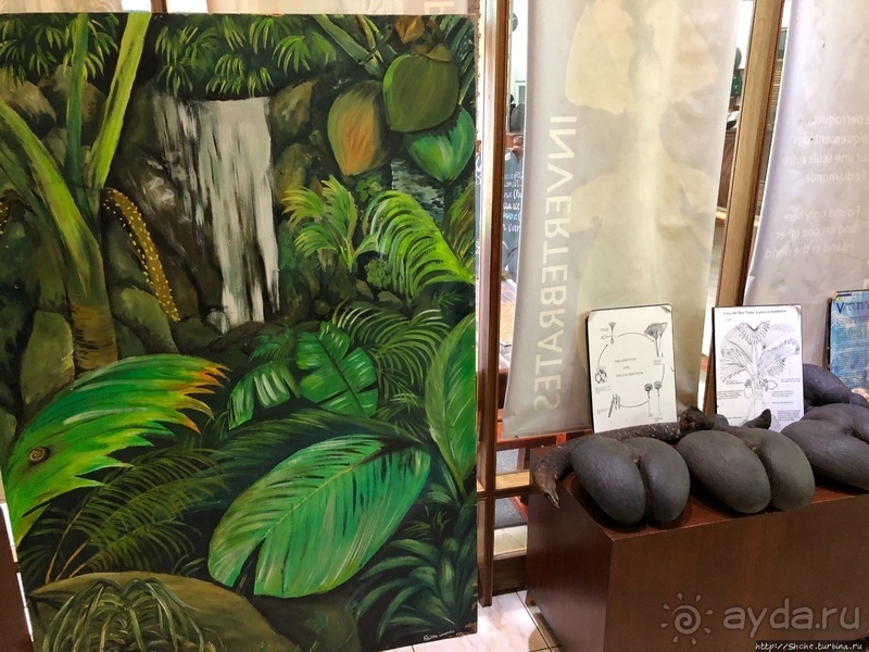 Конгени(т)ально! Кокосы резервата Vallee de Mai (ЮНЕСКО 261)