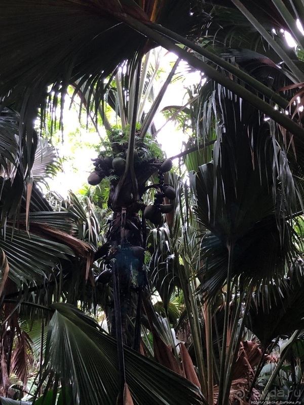 Конгени(т)ально! Кокосы резервата Vallee de Mai (ЮНЕСКО 261)
