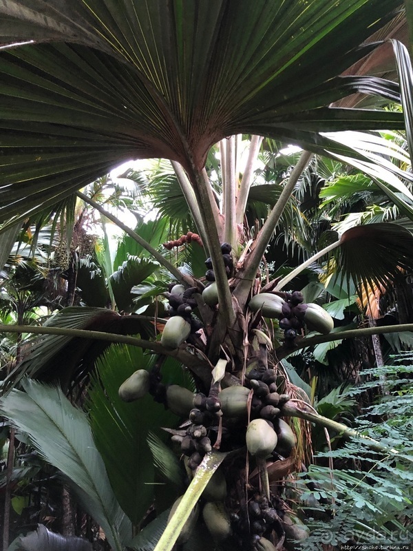 Конгени(т)ально! Кокосы резервата Vallee de Mai (ЮНЕСКО 261)