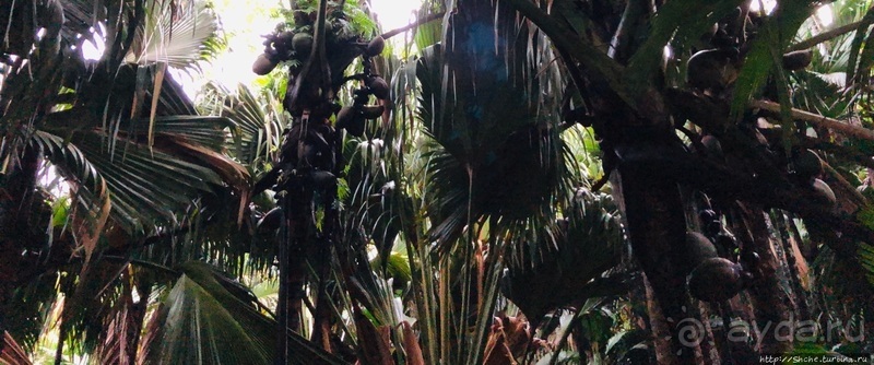 Конгени(т)ально! Кокосы резервата Vallee de Mai (ЮНЕСКО 261)