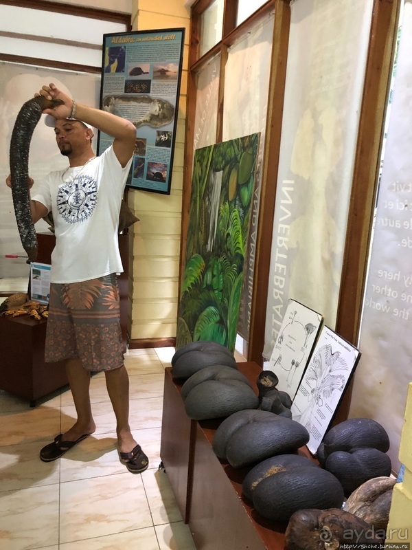 Конгени(т)ально! Кокосы резервата Vallee de Mai (ЮНЕСКО 261)