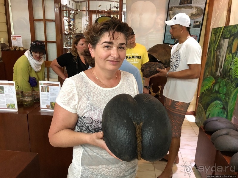Конгени(т)ально! Кокосы резервата Vallee de Mai (ЮНЕСКО 261)