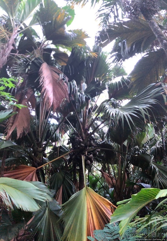 Конгени(т)ально! Кокосы резервата Vallee de Mai (ЮНЕСКО 261)