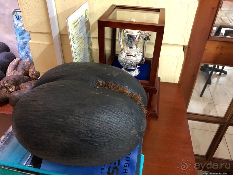 Конгени(т)ально! Кокосы резервата Vallee de Mai (ЮНЕСКО 261)