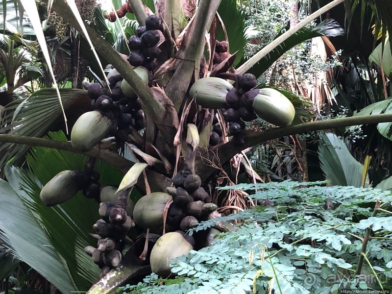 Конгени(т)ально! Кокосы резервата Vallee de Mai (ЮНЕСКО 261)