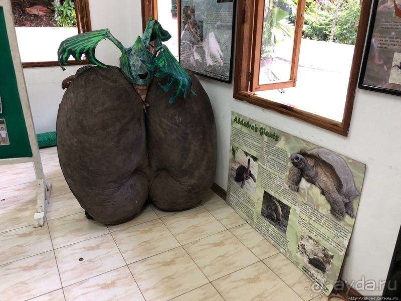 Конгени(т)ально! Кокосы резервата Vallee de Mai (ЮНЕСКО 261)