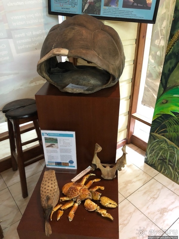 Конгени(т)ально! Кокосы резервата Vallee de Mai (ЮНЕСКО 261)