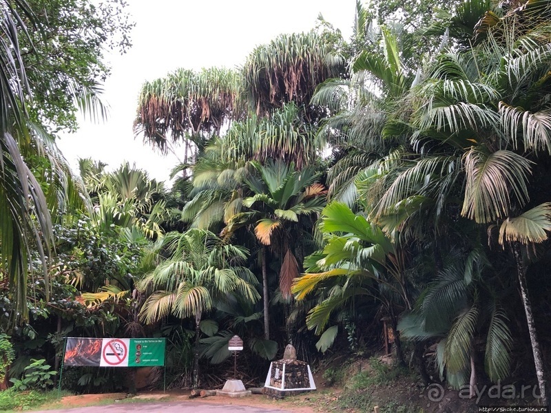 Конгени(т)ально! Кокосы резервата Vallee de Mai (ЮНЕСКО 261)